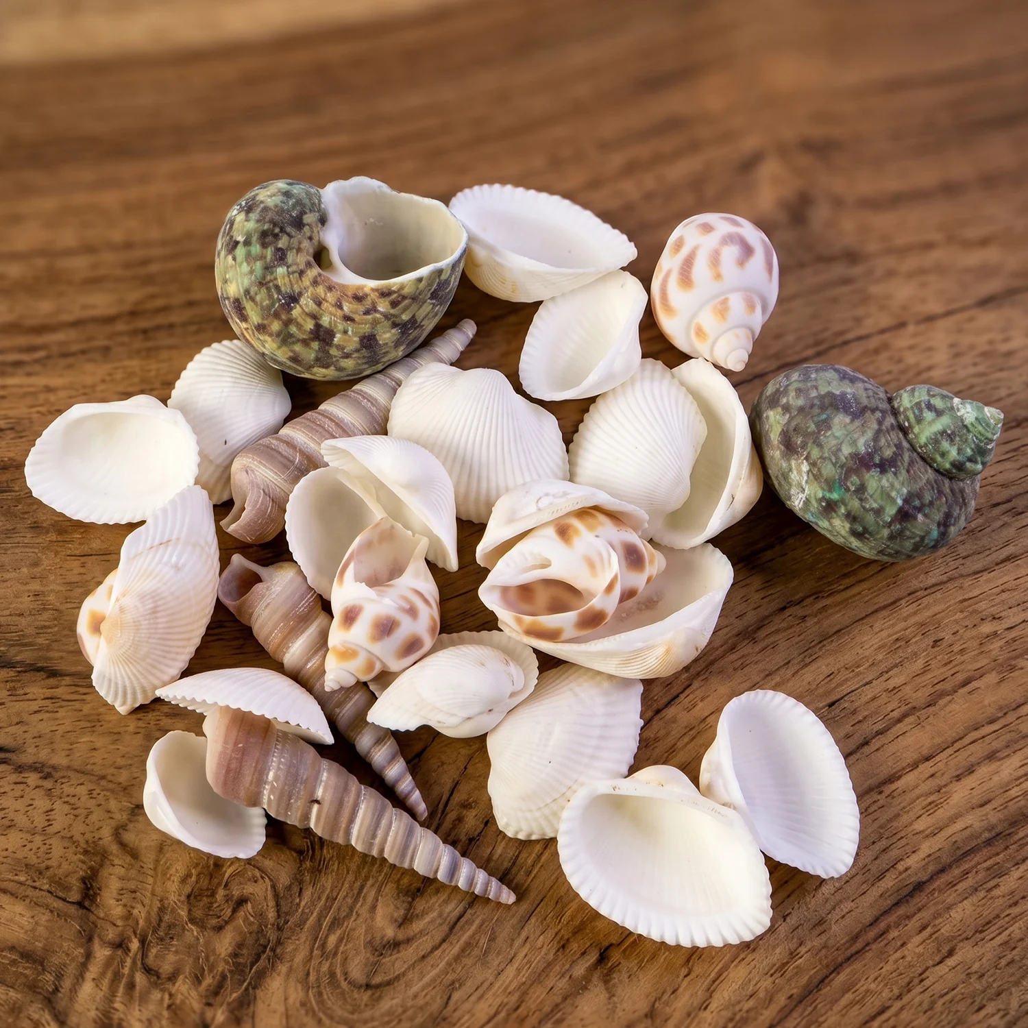 Natural Decorative Seashells Set – Coastal Charm for Home Decor - Image 7